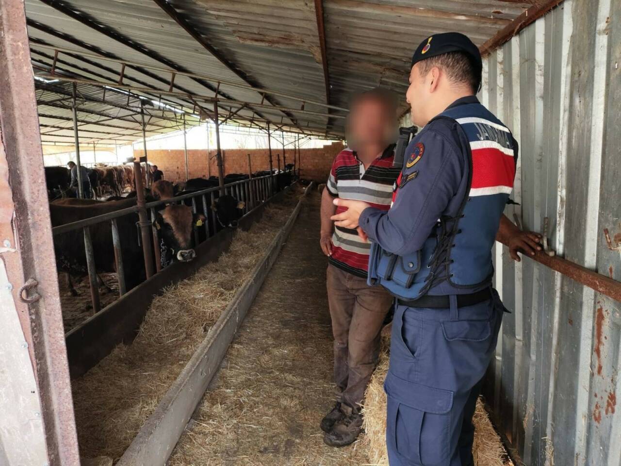 Eskişehir'de 22 adet büyükbaş hayvanı 1 milyon 940 bin TL