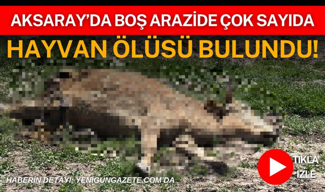 Aksaray’da boş arazide çok sayıda hayvan ölüsü bulundu! Aksaray’da boş arazide bulunan çok sayıda hayvan ölüsü üzerine yapılan