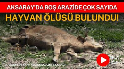 Aksaray’da boş arazide bulunan çok sayıda hayvan ölüsü üzerine yapılan