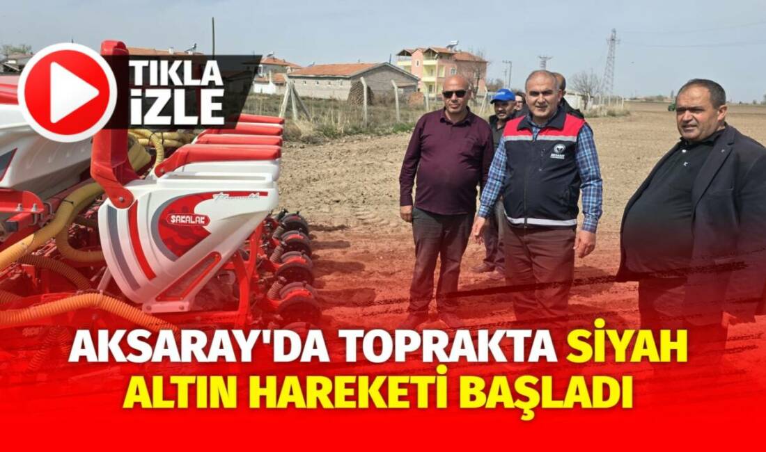 Aksaray’da siyah altın olarak isimlendirilen çerezlik ayçiçeği ekimi baharın gelmesiyle