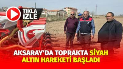 Aksaray’da siyah altın olarak isimlendirilen çerezlik ayçiçeği ekimi baharın gelmesiyle