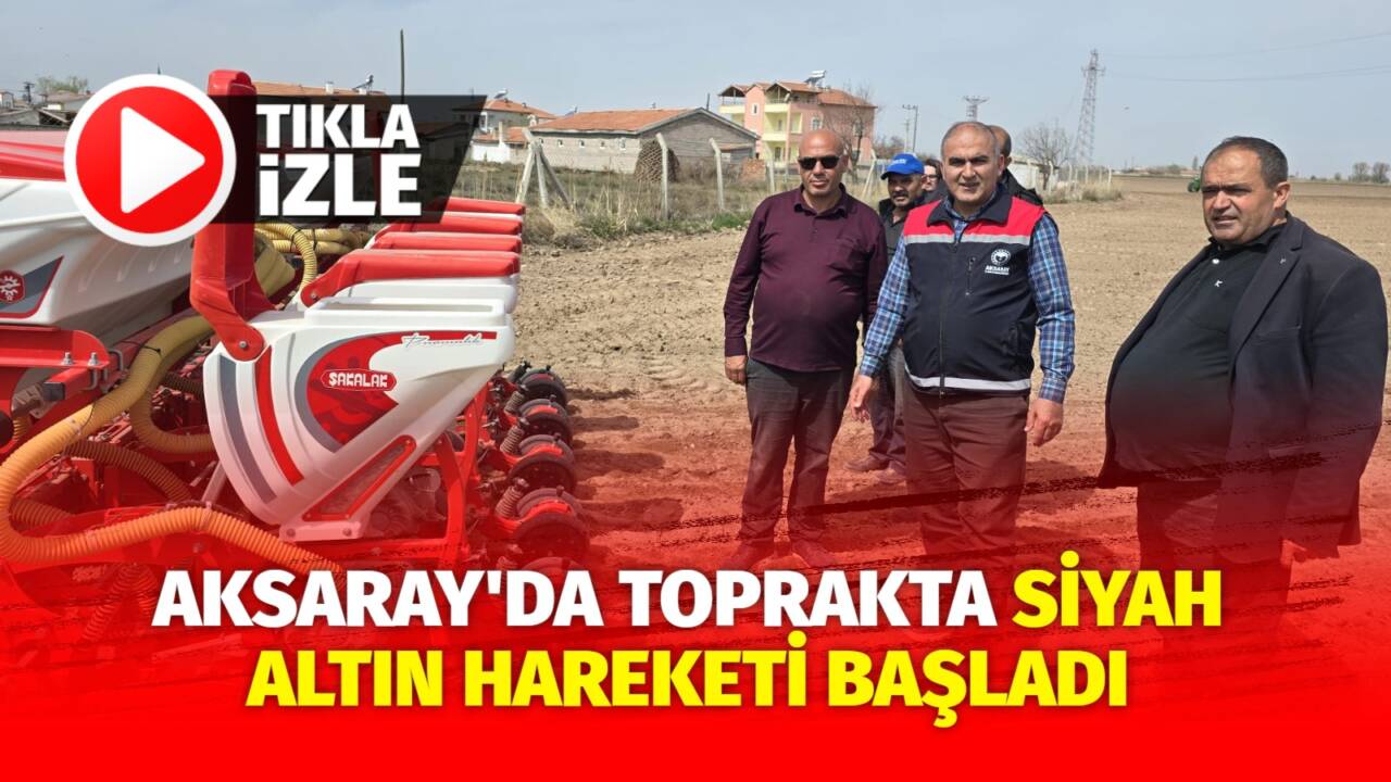 Aksaray’da siyah altın olarak isimlendirilen çerezlik ayçiçeği ekimi baharın gelmesiyle