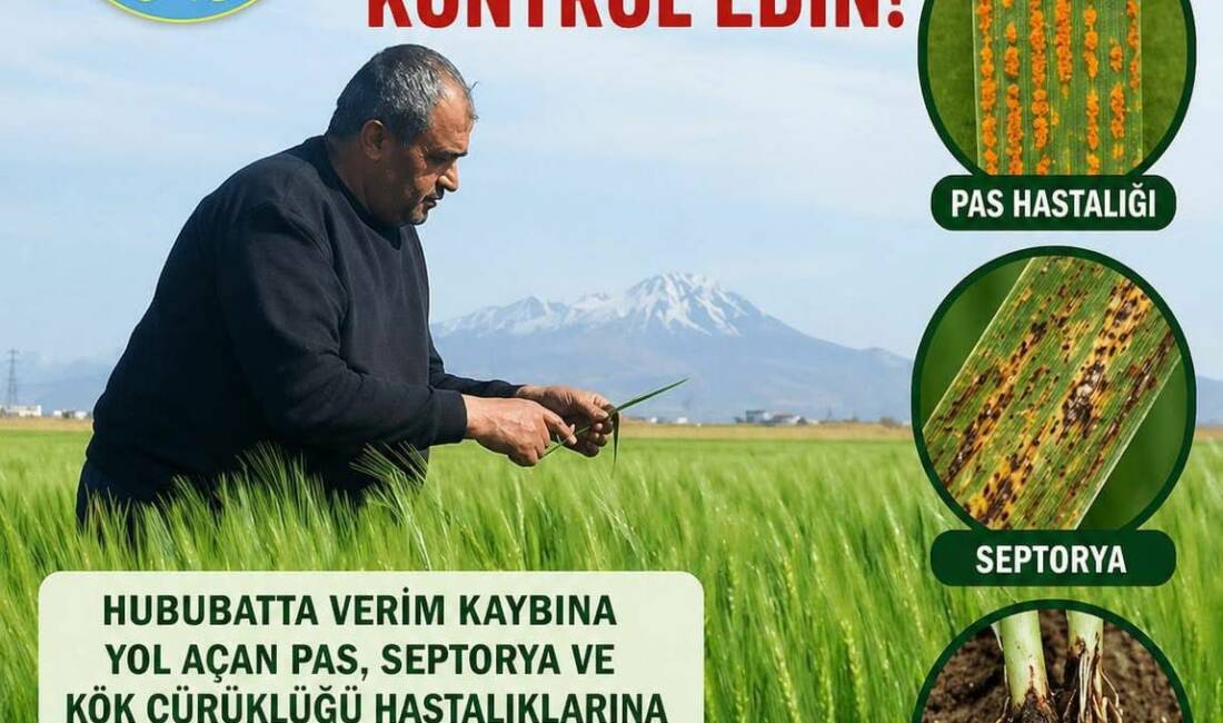 Ziraat Odası Başkanı Emin Koçak, tarlalarınızı kontrol edin! Ziraat Odası, hububatta verim kaybına yol açan hastalıklara karşı üreticilere