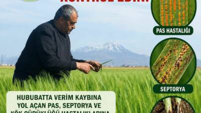 Ziraat Odası, hububatta verim kaybına yol açan hastalıklara karşı üreticilere