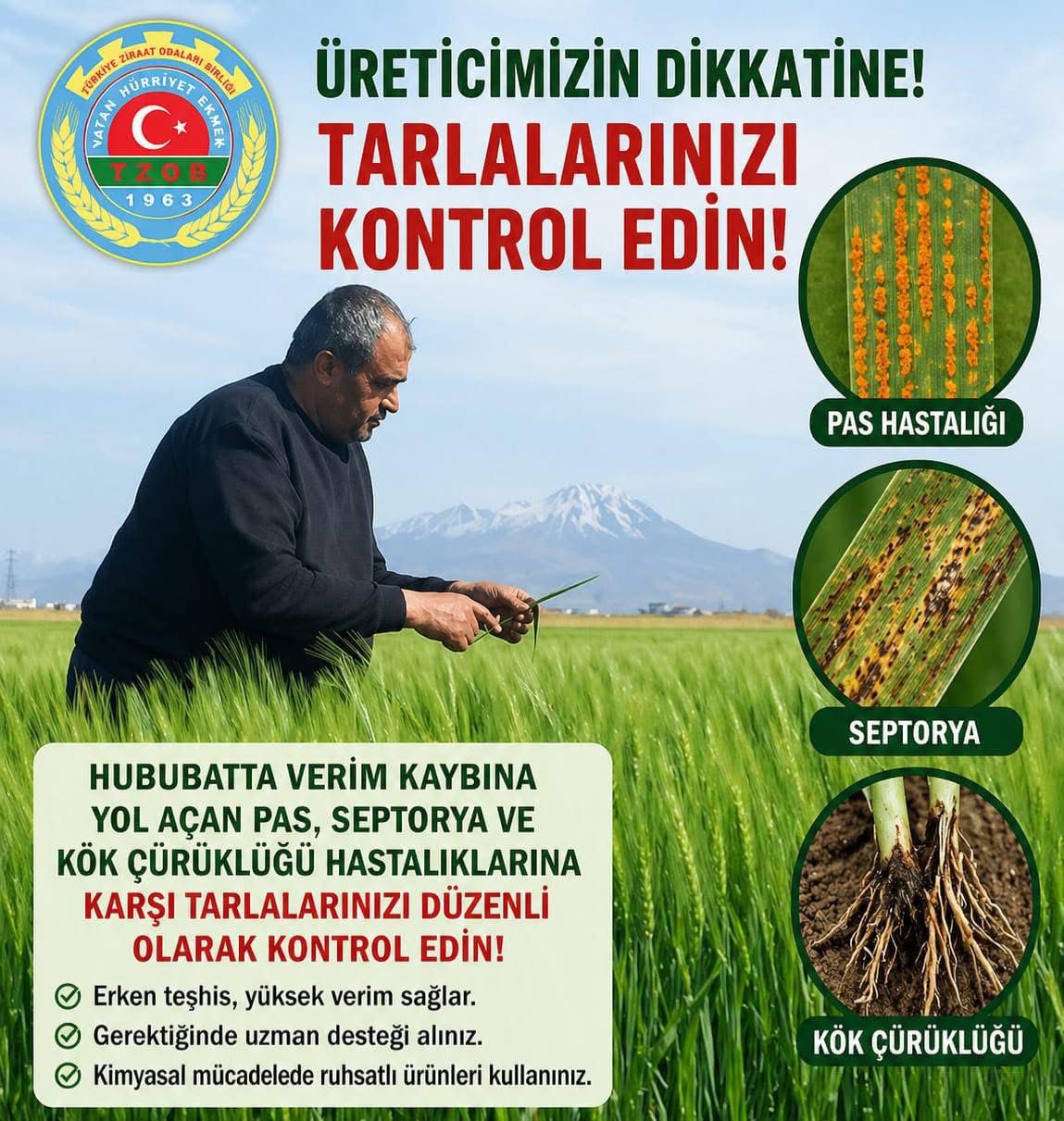 Ziraat Odası, hububatta verim kaybına yol açan hastalıklara karşı üreticilere