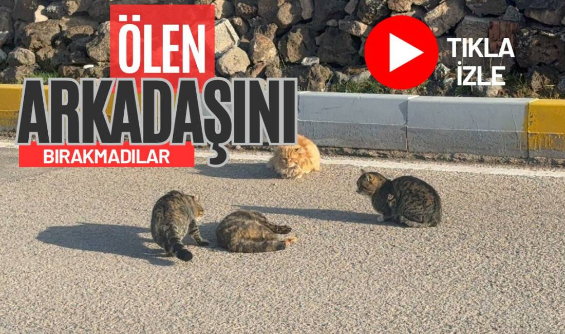 Aksaray’da bir kediye aracın çarpması sonucu hayatını kaybetmesi, yanında bulunan