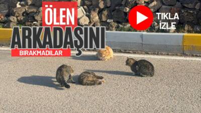 Aksaray’da bir kediye aracın çarpması sonucu hayatını kaybetmesi, yanında bulunan