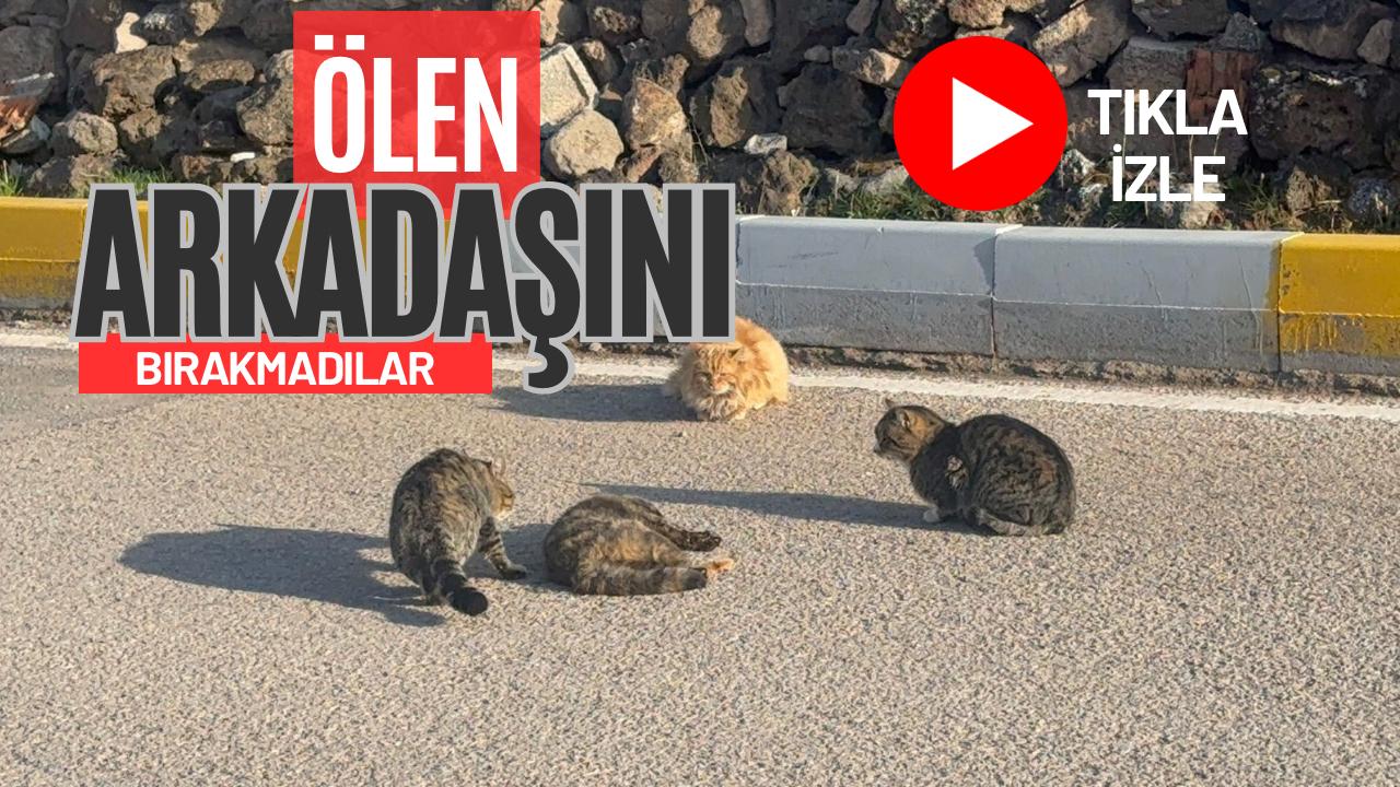 Aksaray’da bir kediye aracın çarpması sonucu hayatını kaybetmesi, yanında bulunan