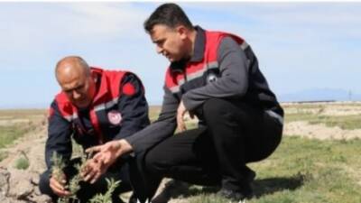 Aksaray Tarım ve Orman İl Müdürlüğü ekipleri, tarım alanlarını tehdit