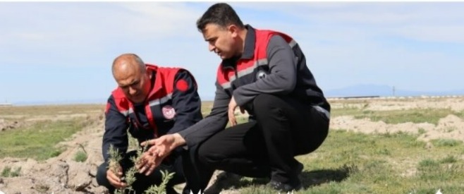 Aksaray Tarım ve Orman İl Müdürlüğü ekipleri, tarım alanlarını tehdit