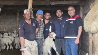 Aksaray’da üretici buluşmaları kapsamında yürütülen küçükbaş hayvan aşılama ve küpeleme