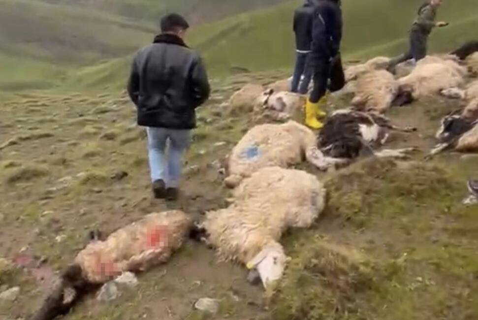 Van’ın Çaldıran ilçesinde arazide bulunan sürüye yıldırım isabet etmesi sonucu