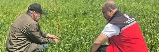 Aksaray’da hububat üretim alanlarında hastalık ve zararlılara karşı yürütülen kontroller