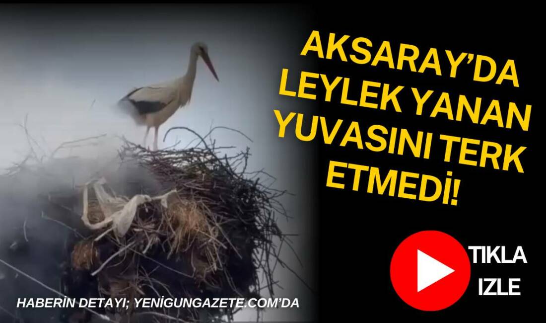Aksaray merkeze bağlı Çatalsu Köyü’nde elektrik direğindeki leylek yuvasında çıkan