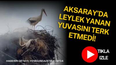 Aksaray merkeze bağlı Çatalsu Köyü’nde elektrik direğindeki leylek yuvasında çıkan