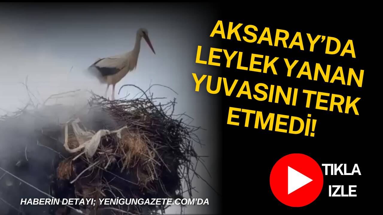 Aksaray merkeze bağlı Çatalsu Köyü’nde elektrik direğindeki leylek yuvasında çıkan