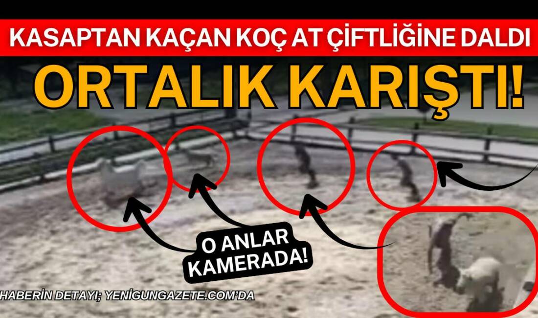 Aksaray Atlantia At Çiftliği’ne giren koçun atı, sahipleri ve kasabın