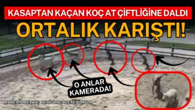 Aksaray Atlantia At Çiftliği’ne giren koçun atı, sahipleri ve kasabın