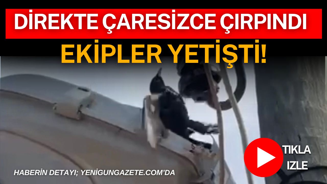 Aksaray’ın Hanobası Köyü’nde elektrik direğindeki lambaya ayağı takılan kuş, iki