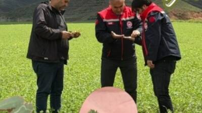 Tarım ve Orman İl Müdürlüğü ekipleri, nohut ekili arazilerde hastalık