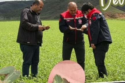 Tarım ve Orman İl Müdürlüğü ekipleri, nohut ekili arazilerde hastalık
