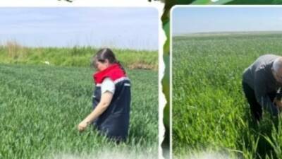 Aksaray Tarım ve Orman İl Müdürlüğü ekipleri, hububat üretiminin yoğun