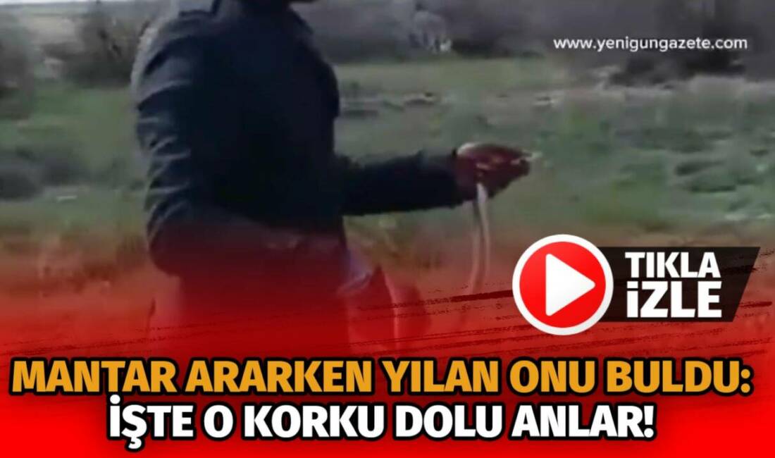 Mantar ararken yılan onu buldu: İşte o korku dolu anlar! Aksaray’ın Eskil ilçesi Eşmekaya Sazlıkları’nda mantar toplama sırasında yılan görülmesi