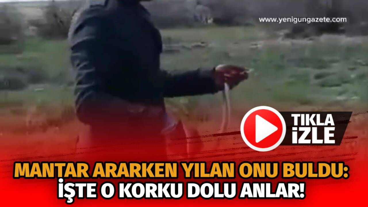 Aksaray’ın Eskil ilçesi Eşmekaya Sazlıkları’nda mantar toplama sırasında yılan görülmesi