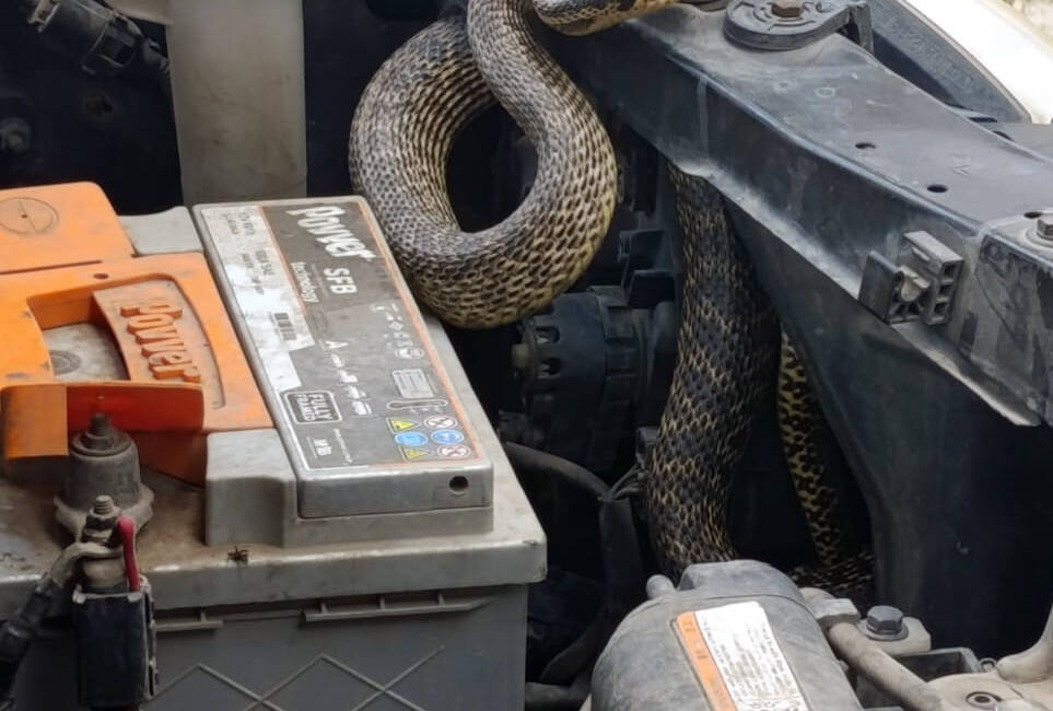 Otomobilin motoruna giren yılan itfaiye ekiplerince çıkarıldı Sivas'ın Gemerek ilçesinde park halindeki otomobilin motor kısmına giren yılanı