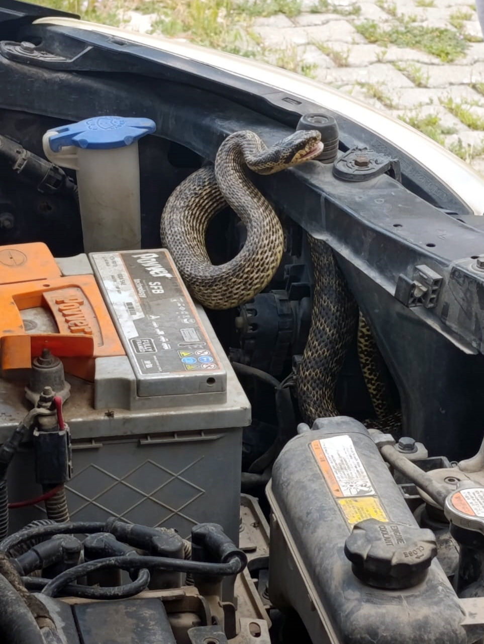 Sivas'ın Gemerek ilçesinde park halindeki otomobilin motor kısmına giren yılanı