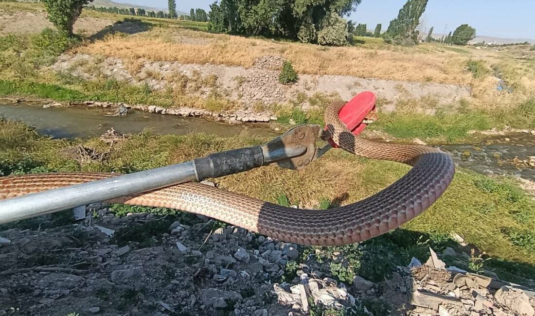 Sivas'ın Şarkışla ilçesinde bir eve giren yılan, itfaiye ekiplerince yakalandı.