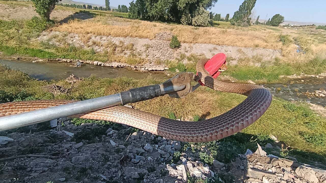 Sivas'ın Şarkışla ilçesinde bir eve giren yılan, itfaiye ekiplerince yakalandı.