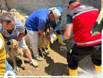 Tarım ve Orman İl Müdürlüğü ekipleri, hayvan sağlığını korumak ve