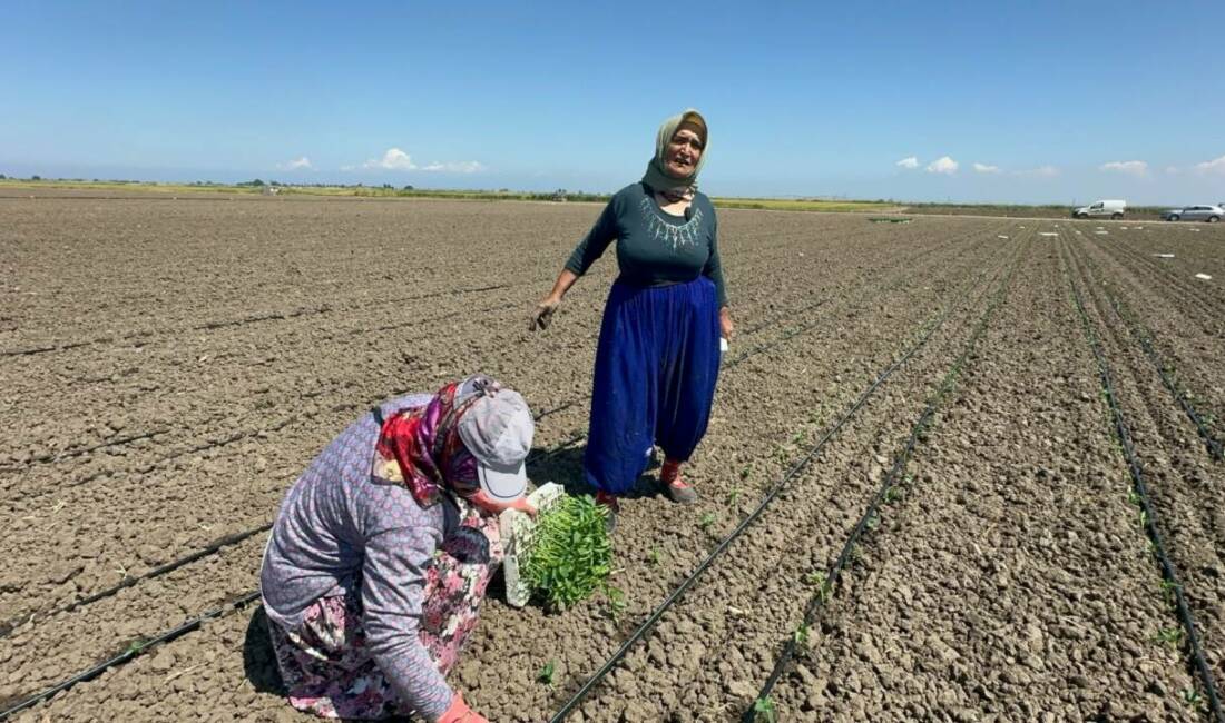 Balıkesir'de 10 yıl önce belinden ameliyat olan 70 yaşındaki tarım