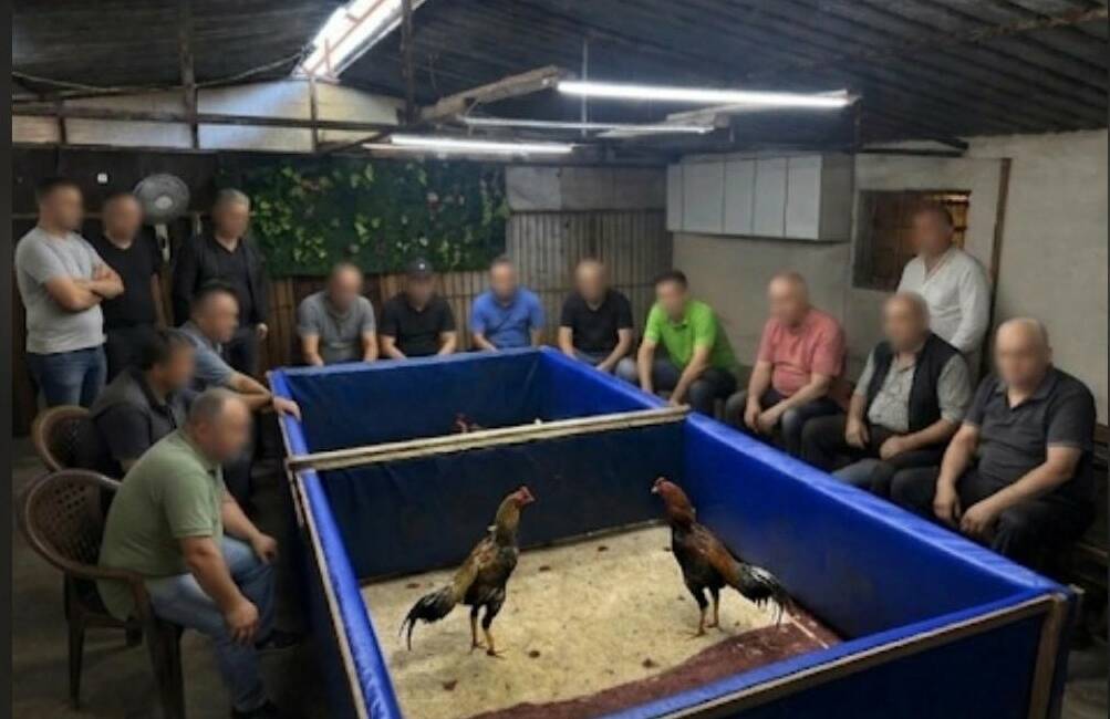 Horoz dövüşü operasyonu; çiftlik mühürlendi,130 bin lira ceza kesildi! İzmir’in Aliağa ilçesinde polis ekiplerince horoz dövüşü organize edildiği belirlenen