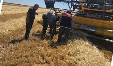 Aksaray İl Tarım ve Orman Müdürlüğü ekipleri, hububat hasadının devam