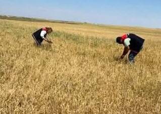Aksaray’da etkili olan dolu yağışının ardından tarım arazilerinde meydana gelen