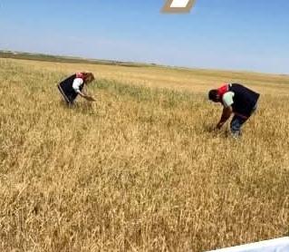 Dolu vurdu, ekipler sahada: Hasar tespit çalışmaları aralıksız sürüyor Aksaray’da etkili olan dolu yağışının ardından tarım arazilerinde meydana gelen