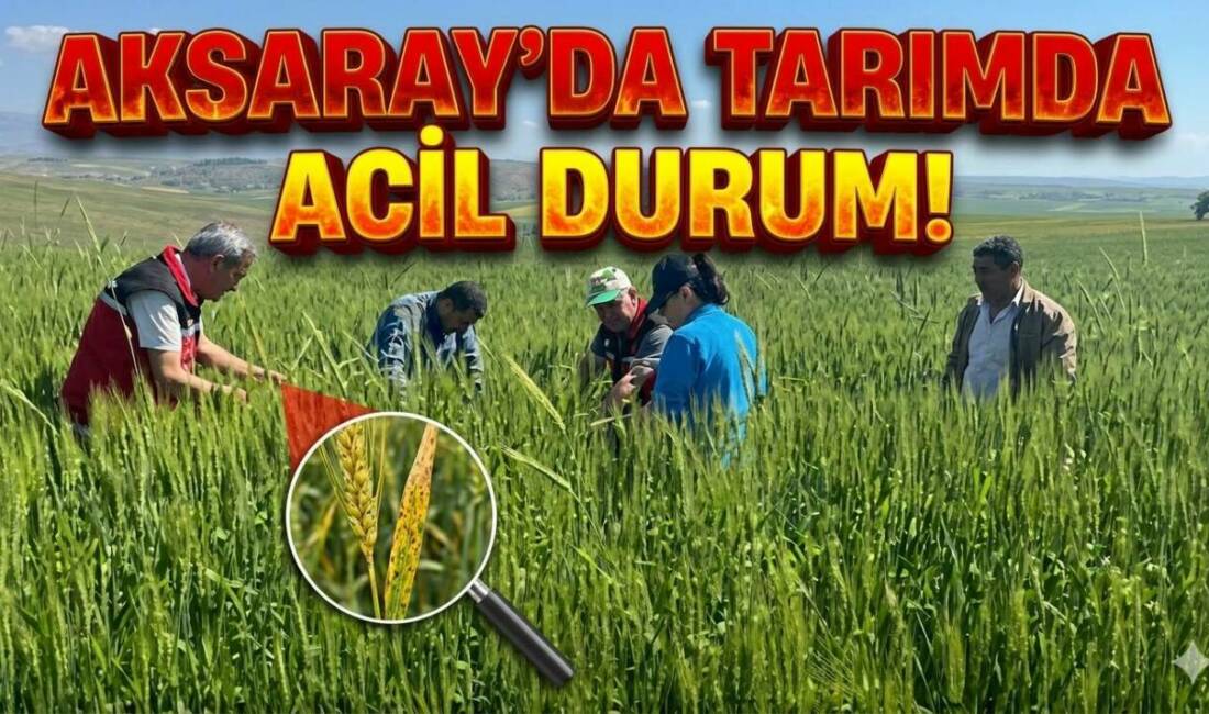 Hububat ve nohut üretim alanlarında yürütülen kontroller hız kesmeden devam