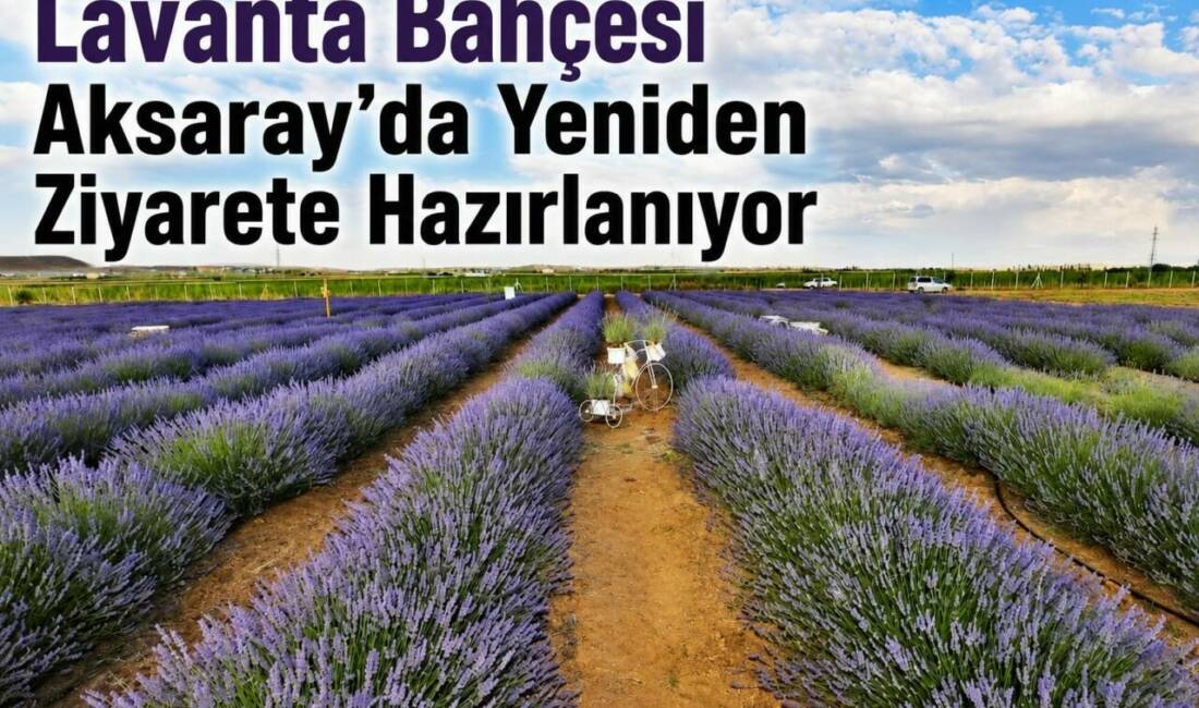 Lavanta Bahçesi Aksaray’da Yeniden Ziyarete Hazırlanıyor Aksaray Belediyesi, şehrin simge alanlarından biri haline gelen Lavanta Bahçesi