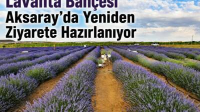 Aksaray Belediyesi, şehrin simge alanlarından biri haline gelen Lavanta Bahçesi