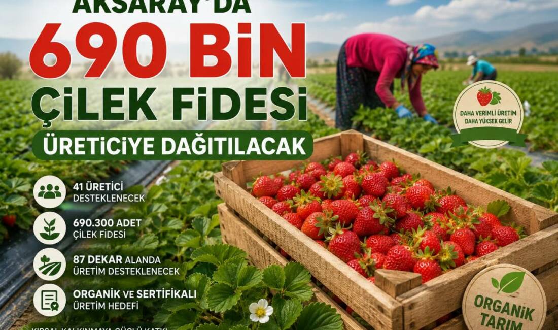 Aksaray’da 690 Bin Çilek Fidesi Üreticiye Dağıtılacak Aksaray’da organik tarım ve bitkisel üretimi geliştirmeye yönelik iki ayrı