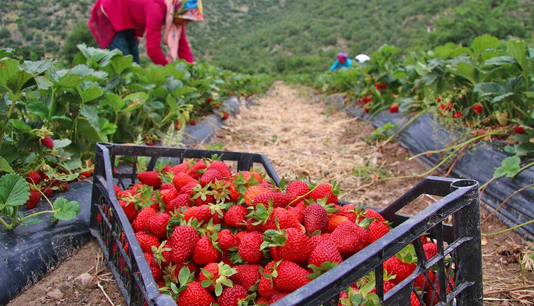 Aksaray’da organik tarım ve bitkisel