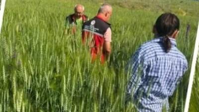 Aksaray’da tarım arazilerinde hastalık ve zararlılara karşı yürütülen kontroller, Elmacık