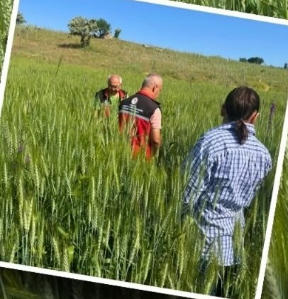 Aksaray’da tarım arazilerinde hastalık ve zararlılara karşı yürütülen kontroller, Elmacık