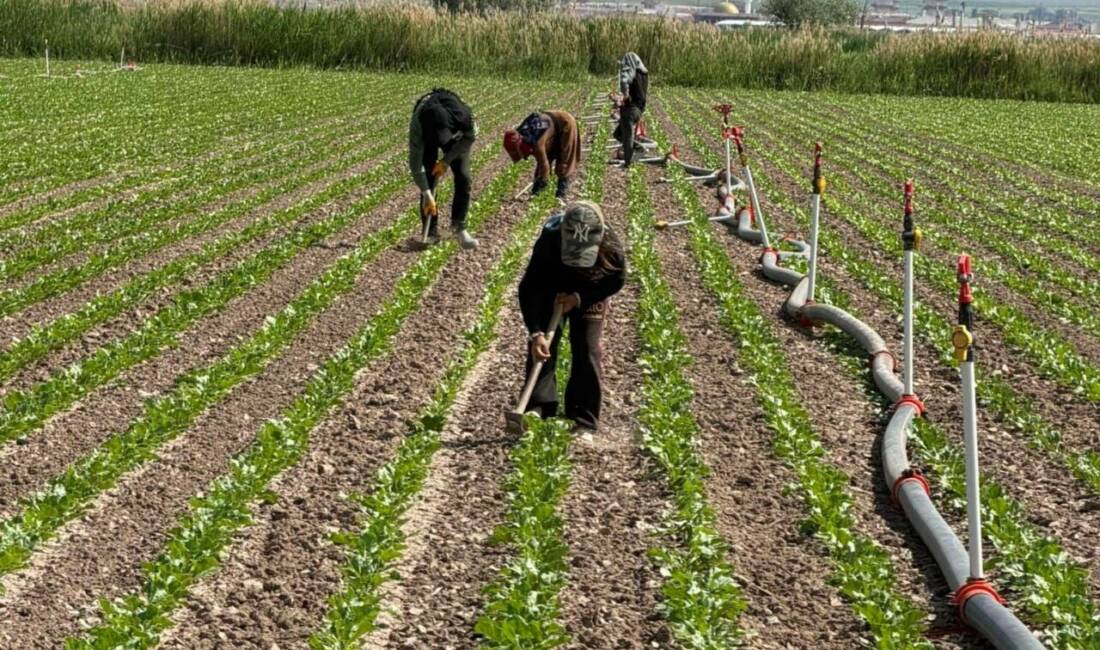 Kırsal Kalkınma Desteğinde Hak Kaybı Riski: İşte O Detay Kırsal Kalkınma Yatırım Programı ve Tasarruflu Tarımsal Sulama Sistemleri hibe