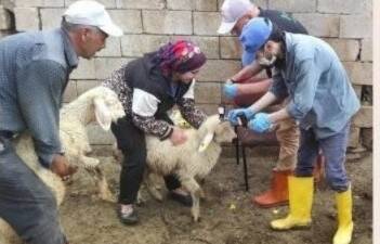 Aksaray’da Tarım ve Orman İl Müdürlüğü ekipleri, hayvan sağlığını korumak
