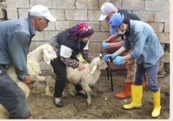 Aksaray’da Tarım ve Orman İl Müdürlüğü ekipleri, hayvan sağlığını korumak