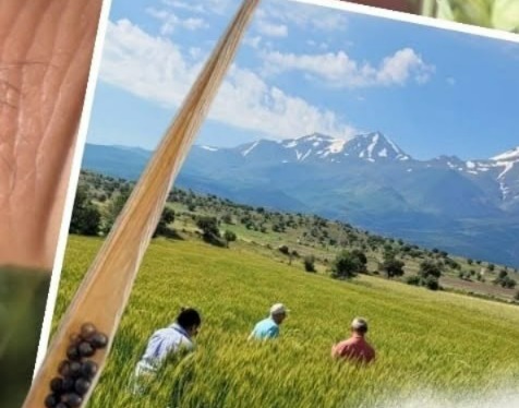 Aksaray Tarım ve Orman İl Müdürlüğü ekipleri, hububat üretiminde verim