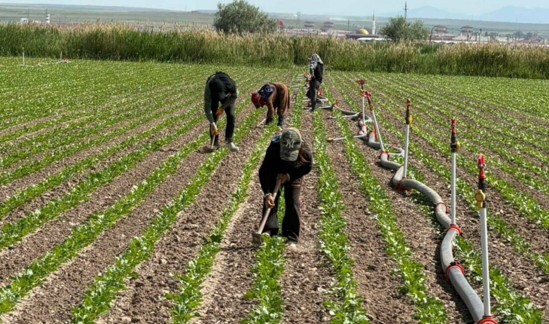 Aksaray’da şeker pancarı ekili alanlarda çapalama çalışmaları devam etti. Ziraat